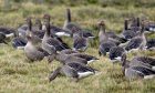 Crofters reported problems with geese.