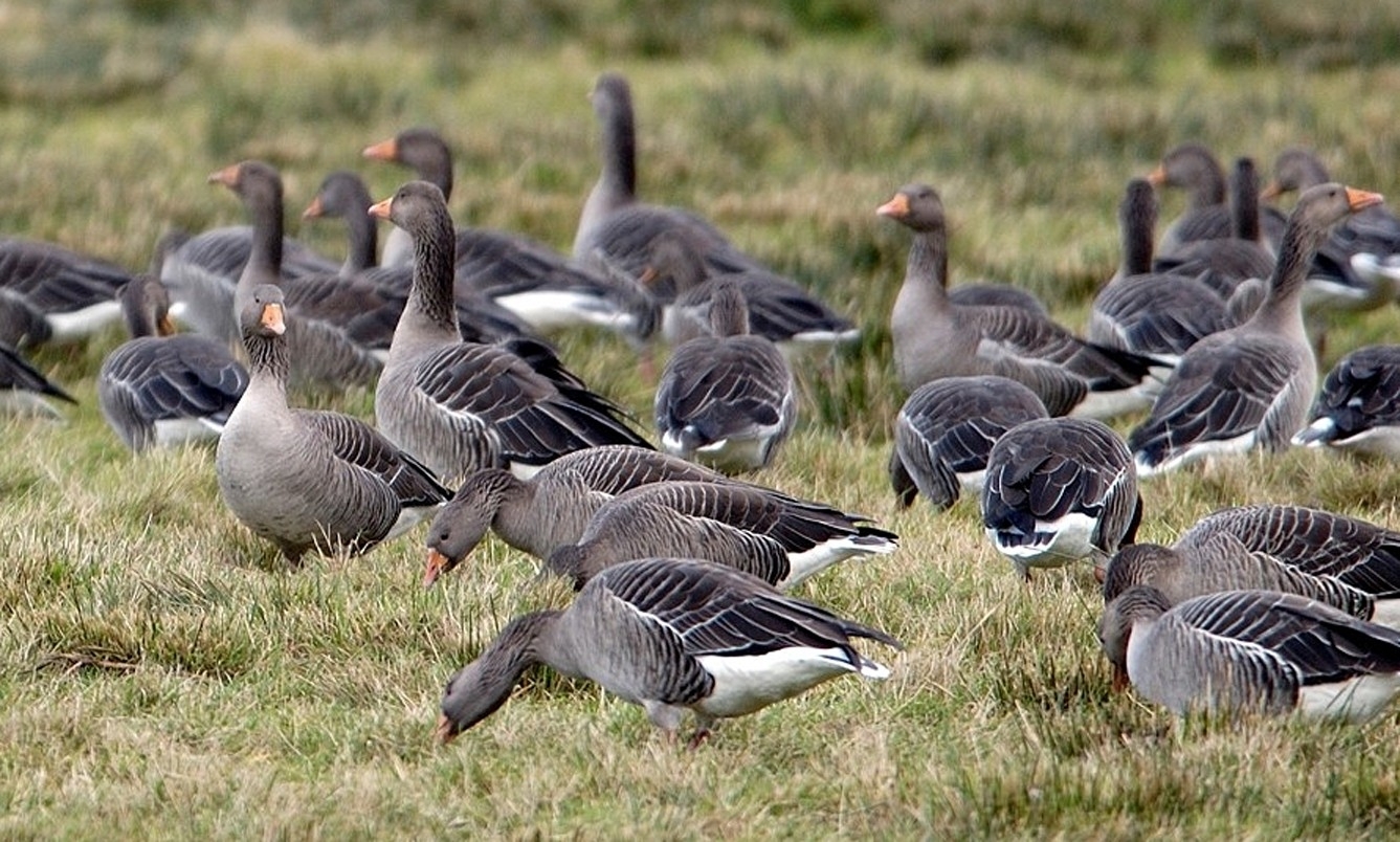 Crofters reported problems with geese.