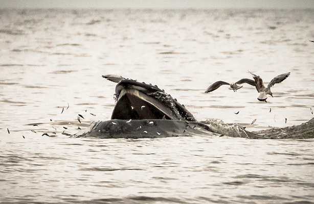 A humpback feeding off the coast of Newburgh. Photograph courtesy of Eilidh Watson