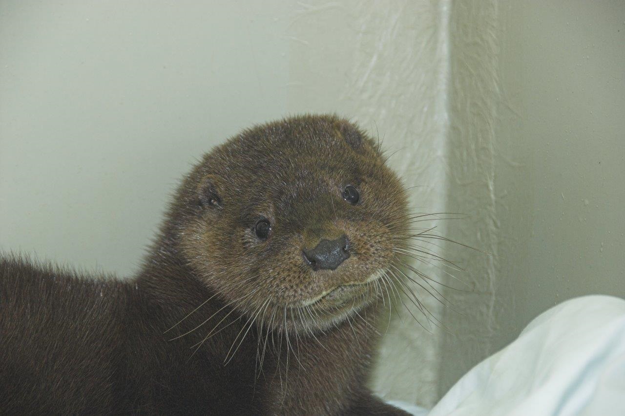 Devon the otter. (Picture: SSPCA)