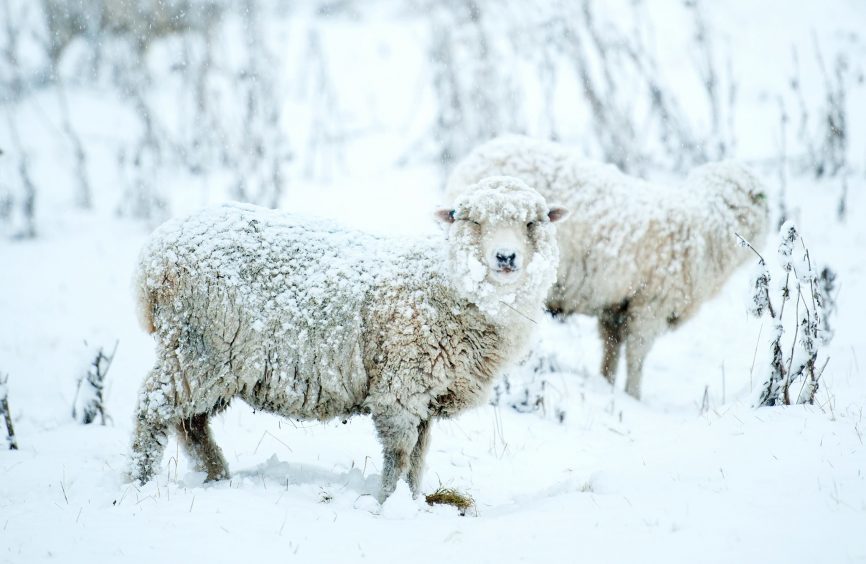 Sheep covered in snow at Muir of Fowlis