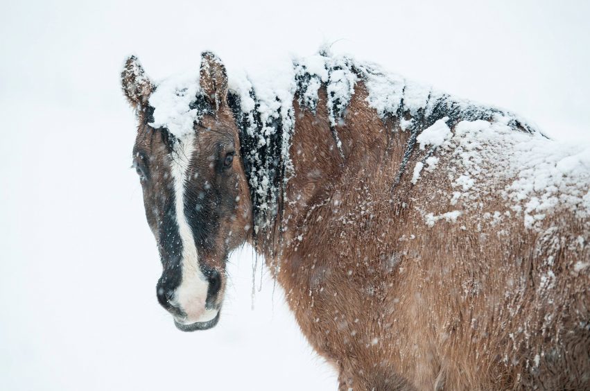 A horse bears the cold at Muir of Fowlis