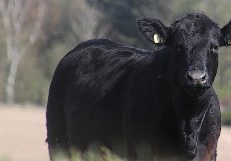 The disease was confirmed following the death of a five-year-old Aberdeen-Angus cow.