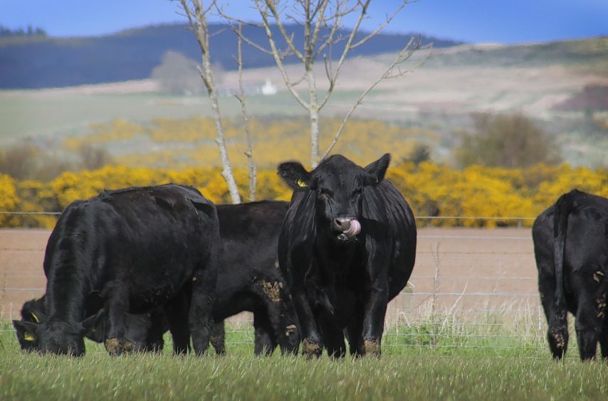 Some Aberdeen-Angus cattle