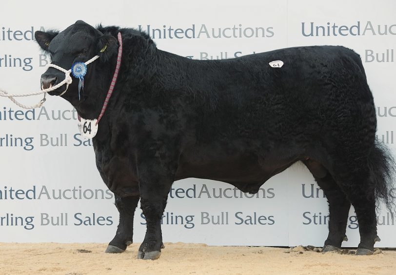 Balmachie Jack Eric sold for 18,000gn