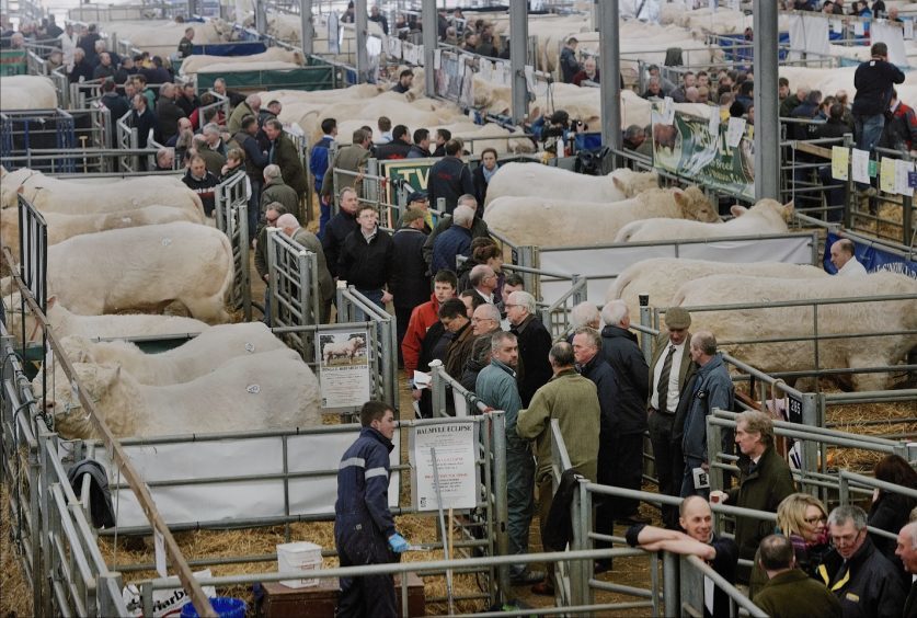 Buyers inspect the Charolais bulls ahead of the sale