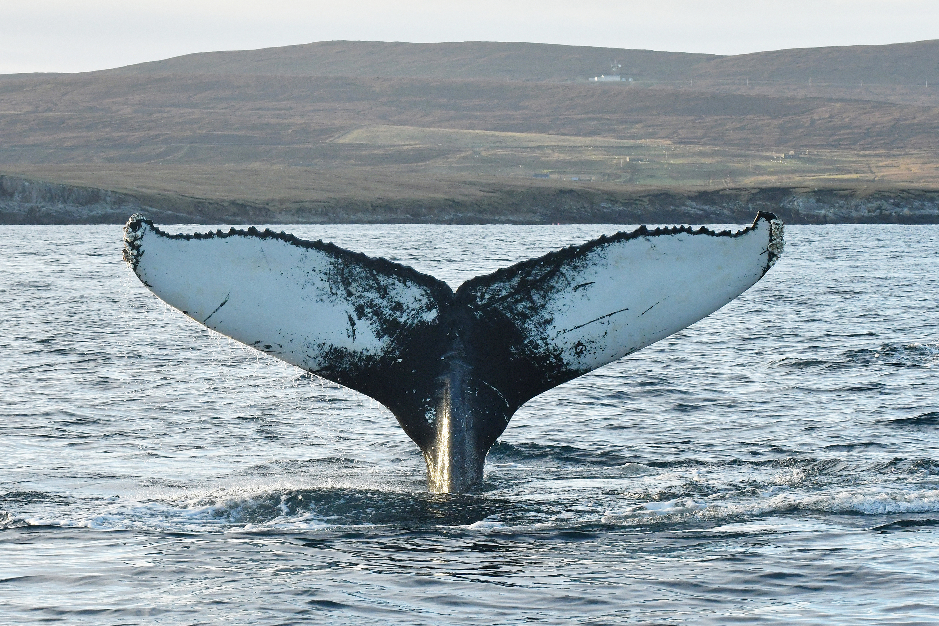 The gentle giant was captured raising its tail flukes  off Shetland by photographer Brydon Thomason