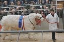 Jemma Forrest leads her champion bull Edenhurst Leader round the sale ring
