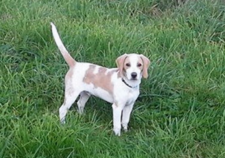 Marley the beagle
