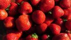 The pest causes a serious threat to soft fruit including strawberries