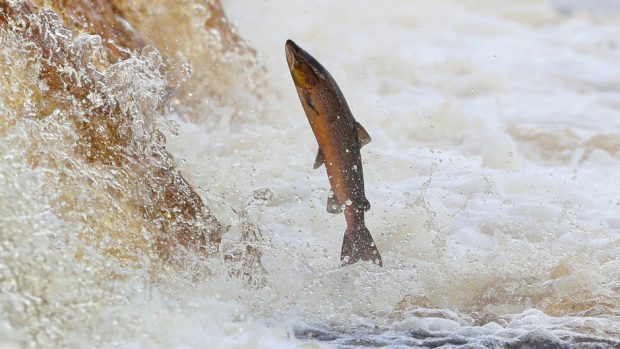 Two north rivers were opened yesterday for the start of the fishing season