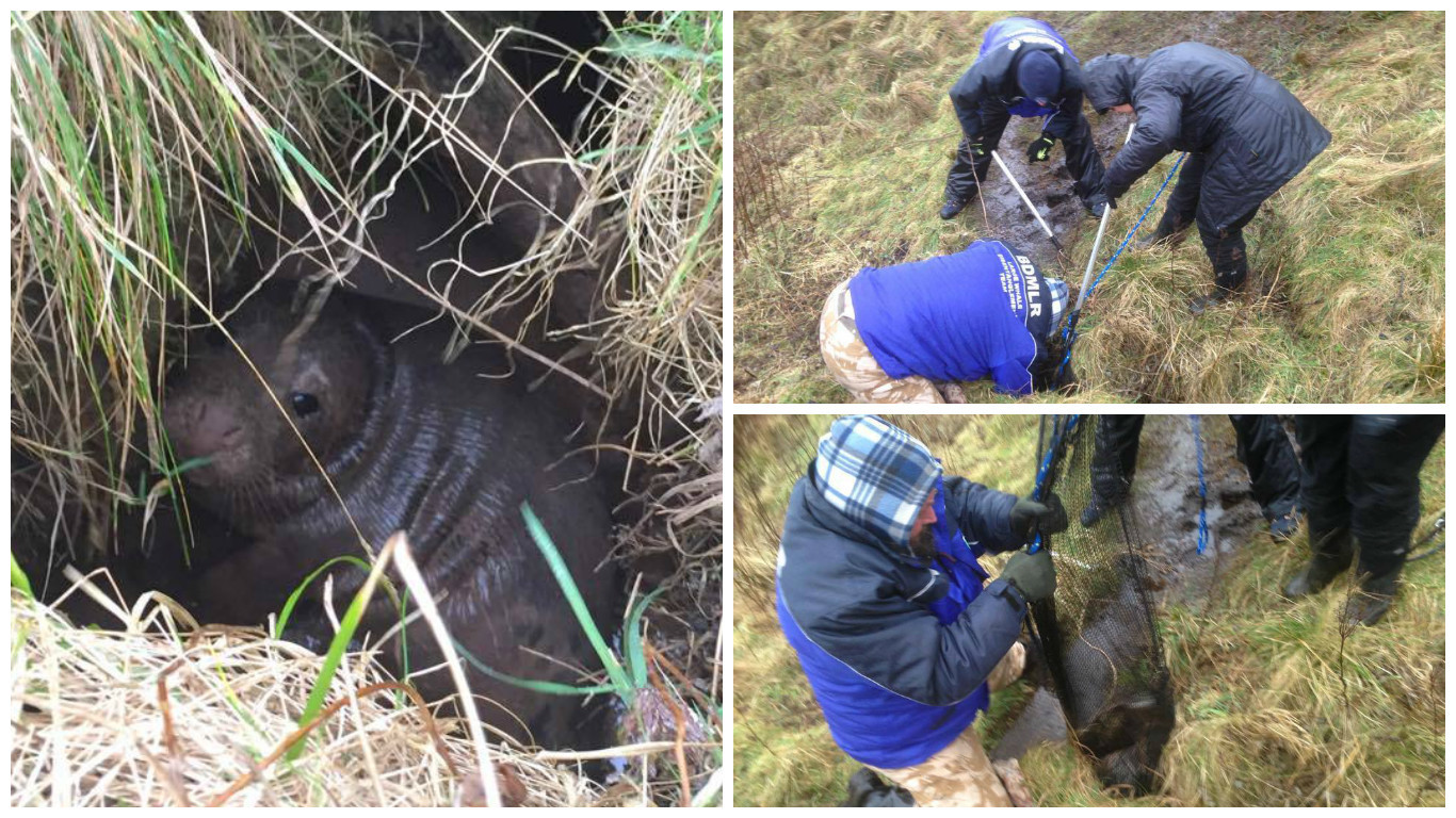 Rescuers saving the baby seal pup from a ditch near Slains Castle. Credit: Keith Marley/Lee Watson.