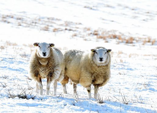 The sheep were targeted in a field on the Philorth Estate near Fraserburgh