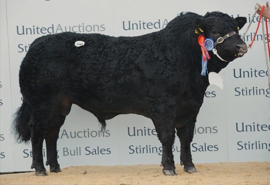 Westhall Black Landman sold for 11,000gn