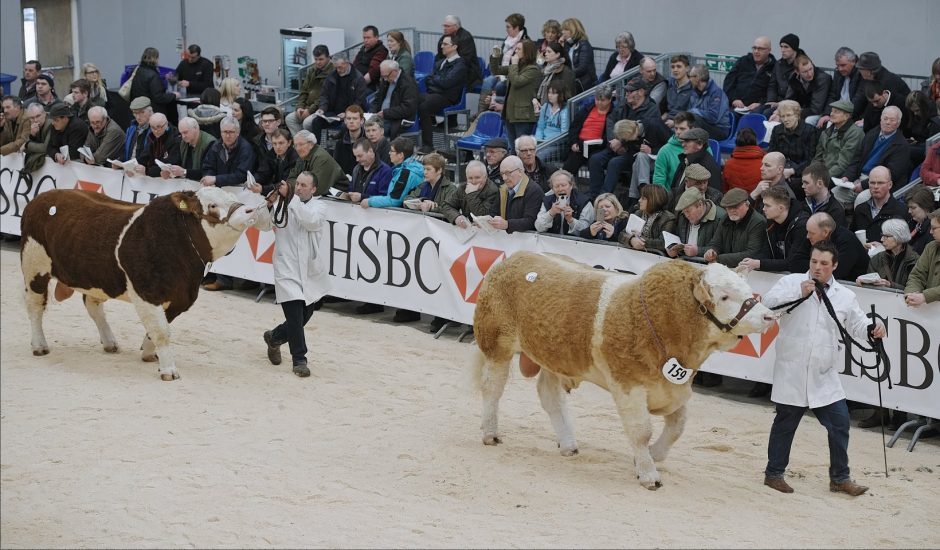 Simmental Bulls in the judging ring at Stirling Bull Sales today