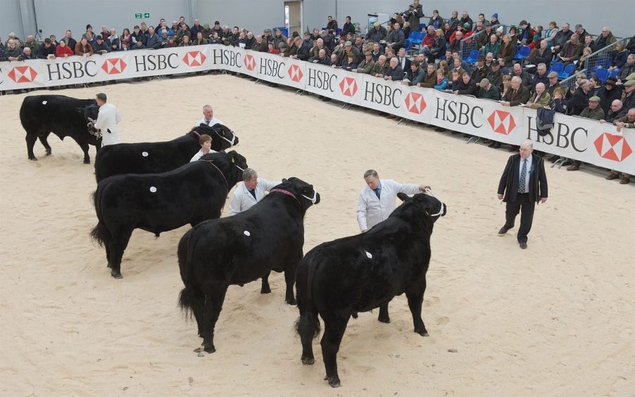 Cattle in the judging ring