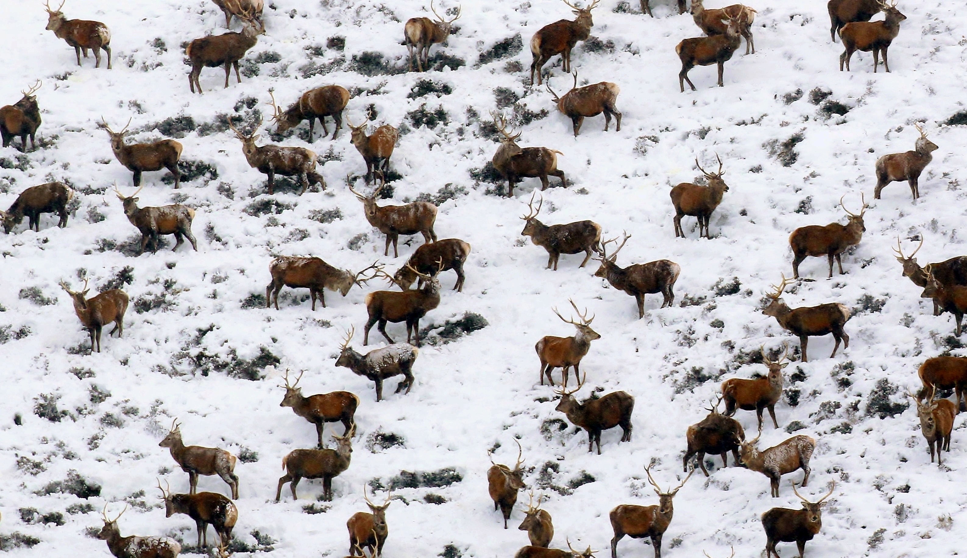 A large group of stags were captured by Allan Brown from Kirkcaldy, Fife, as they took shelter in a valley near Glenshee,