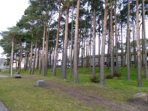 Moray Council will replace the felled pines with native trees lining Reiket Lane.