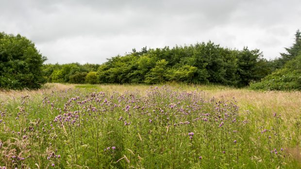 Buchan Meadows near Peterhead