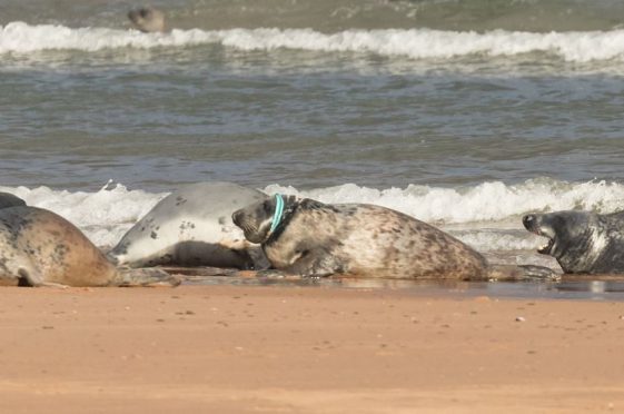 Frisbee the seal, who has had part of the collapsible dog bowl stuck on her for three years.