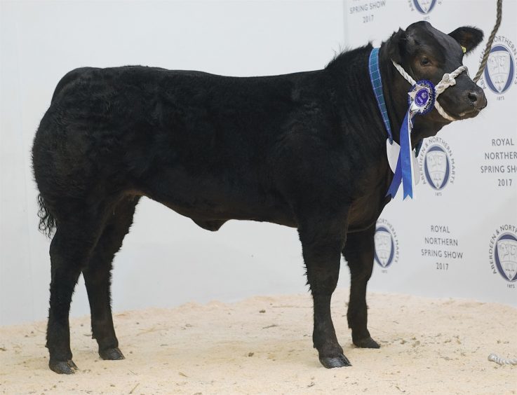 The Robertson family's heifer which sold for £6,050