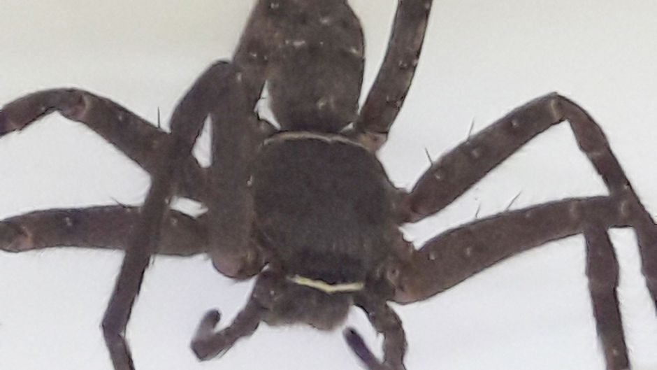 Huntsman spider found inside a shipping container at a UK manufacturing firm.