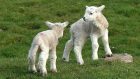 The lambs will be on show this weekend in Turriff.
