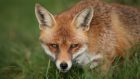 Animal welfare officers have warned foxes can be killed by snares which are illegally set