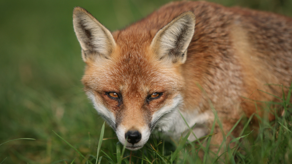 Animal welfare officers have warned foxes can be killed by snares which are illegally set