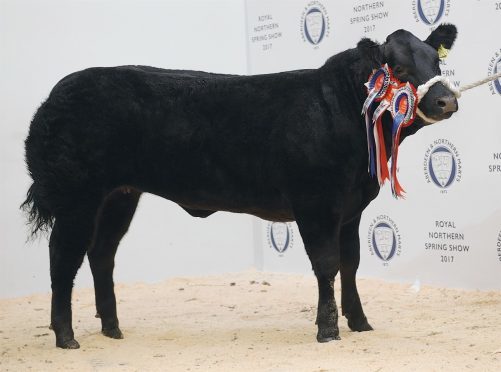 John and Craig Robertson's heifer named Pepper sold for £9,000