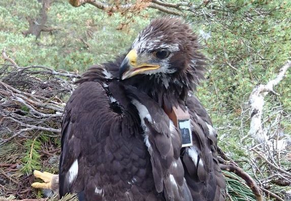 Bird 338 in its Deeside nest after being tagged in July 16