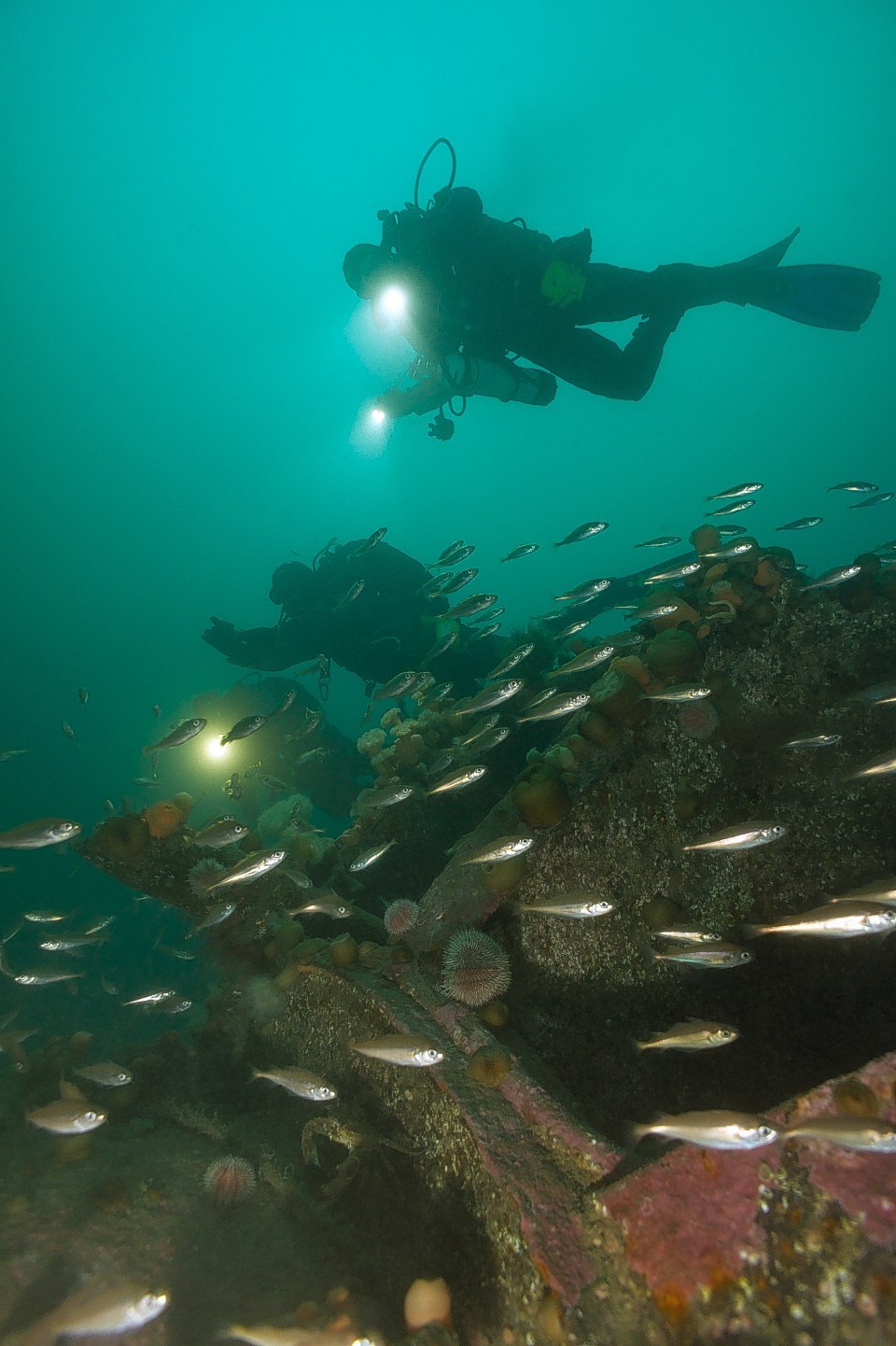 Fish swim past scuba divers as they survey WW1 shipwreck in Orkney.