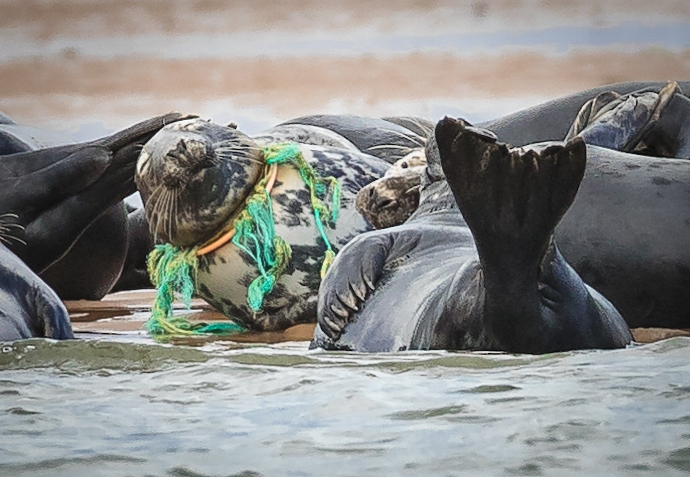 The seal rescued on Thursday