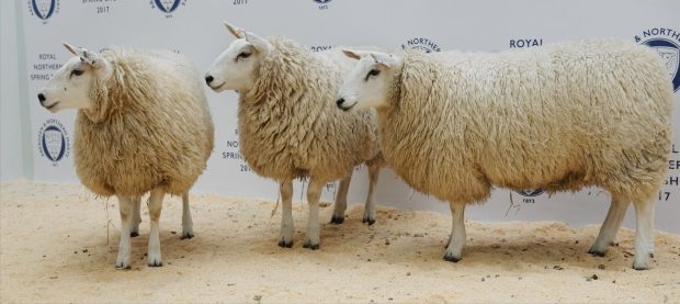 The champion pen of breeding sheep from Messrs Sutherland