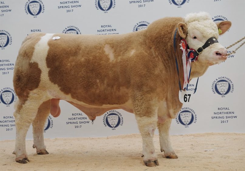 Corskie Glow led the Simmental trade