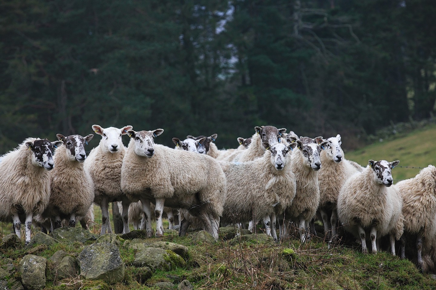 NFU Scotland has called on politicians to safeguard hill farmers and crofters.