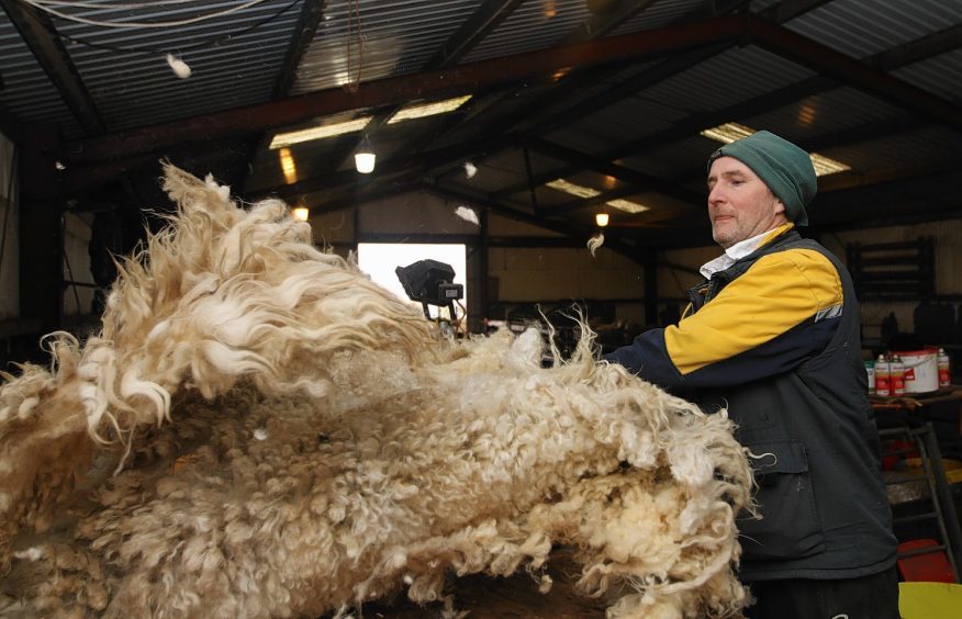 Andrew Scott flipping some of the shorn wool.