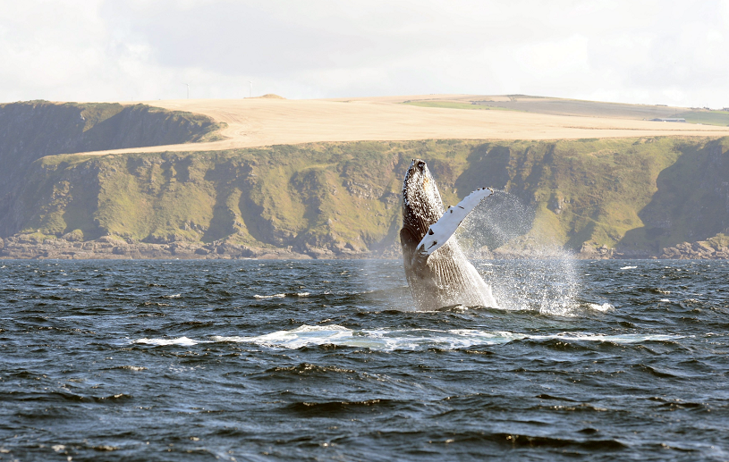 A humpback breaching off the coast of Banff in the Moray Firth