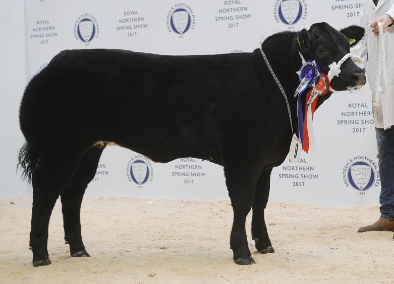 Michael and Mark Robertson's British Blue cross heifer stood reserve overall champion