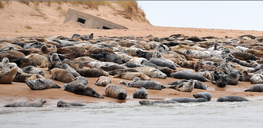 The seals at the mouth of the River Ythan.
