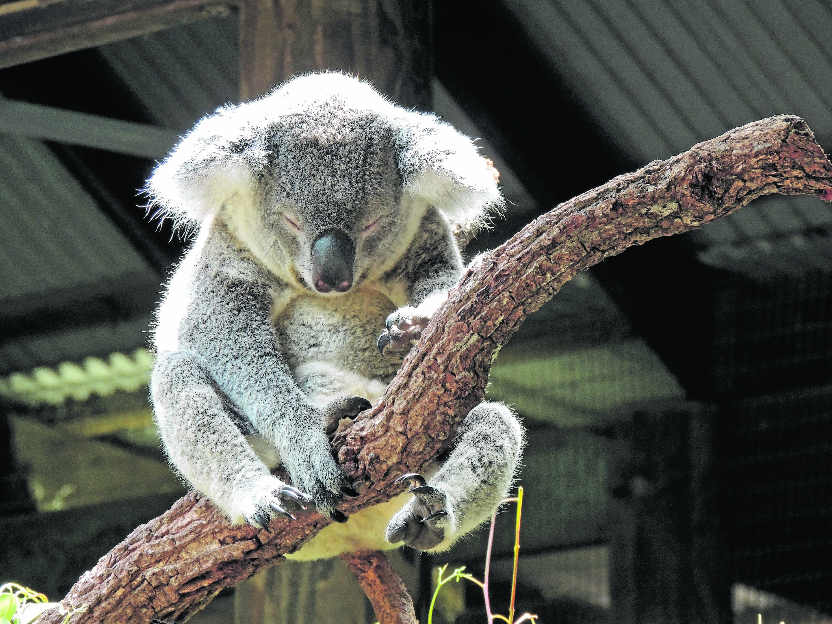 yl-AussieKoala