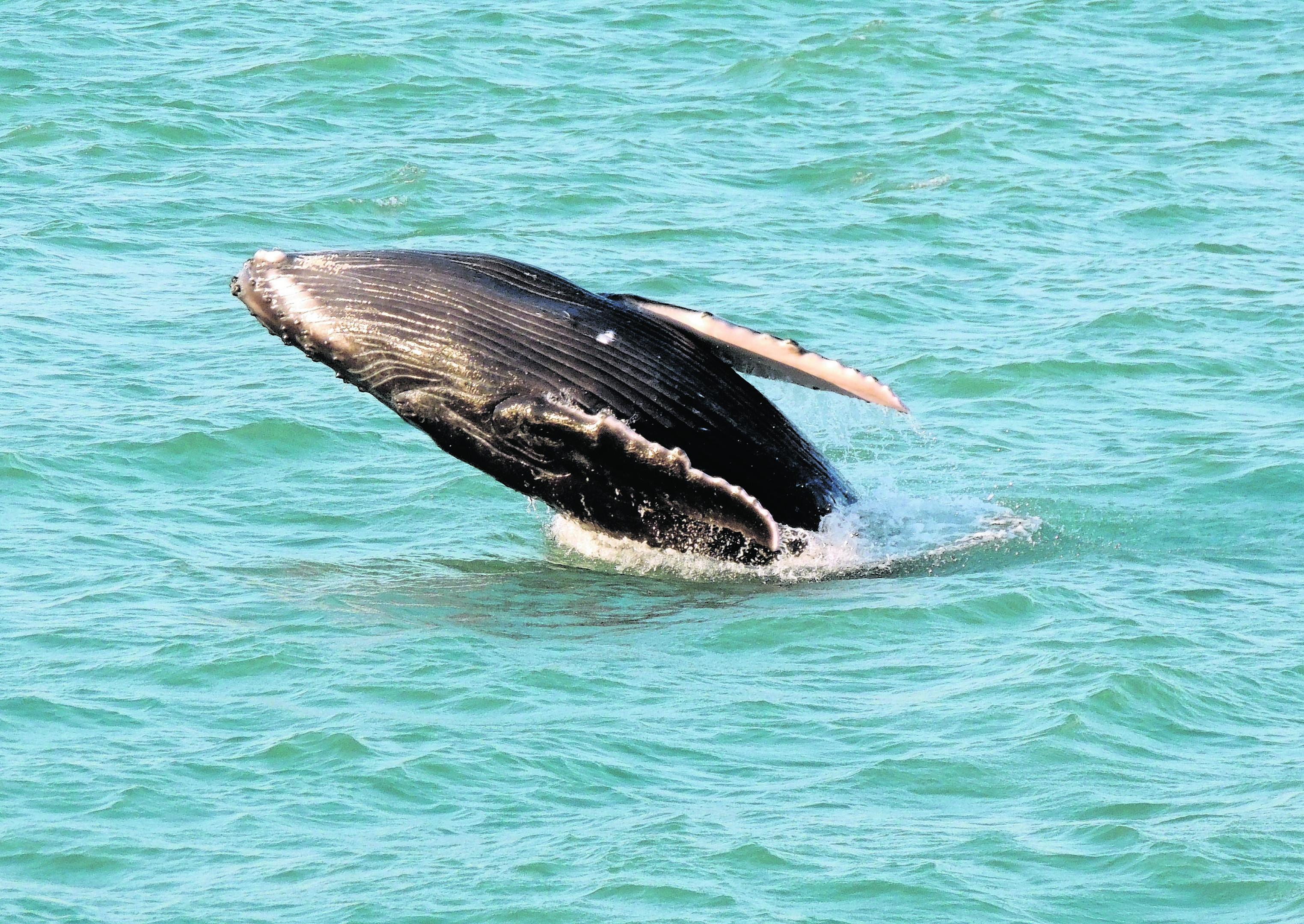 yl-AussieWhale