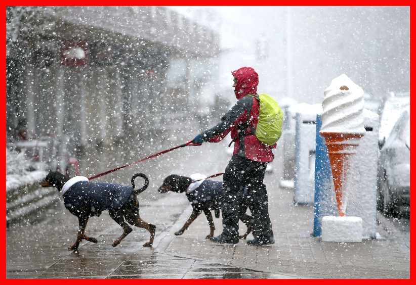 A dog walker in a snow shower along Grampian Road in Aviemore