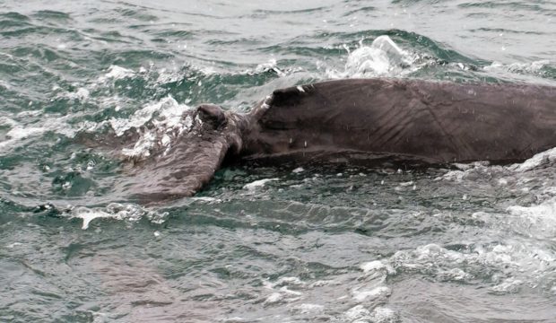 Damage shown to the dolphin's tail. Picture courtesy of Basking Shark Scotland