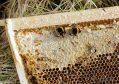 The study found agriculture had a positive impact on honey bee health