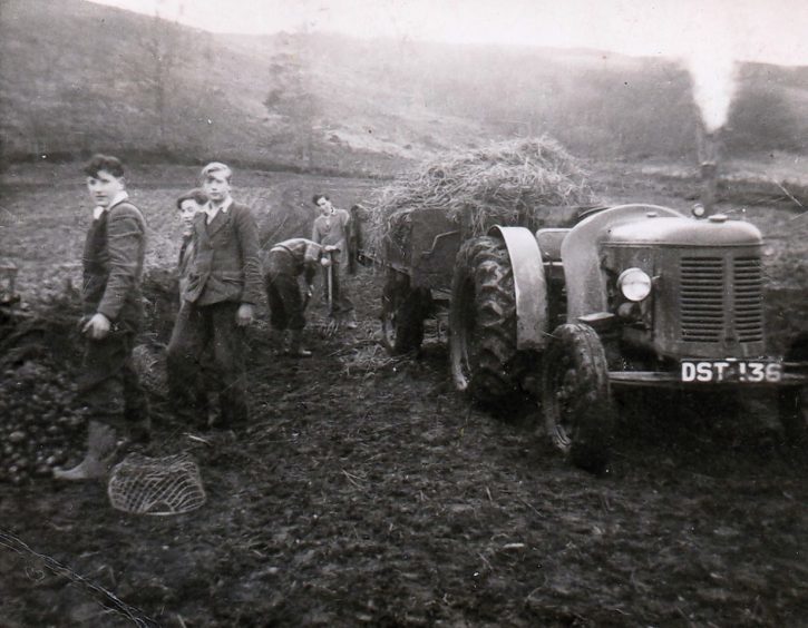 An Invernesshire David Brown Cropmaster sold by Ferries of Inverness with a load of straw for the tattie pit and a school boy tattie squad.
