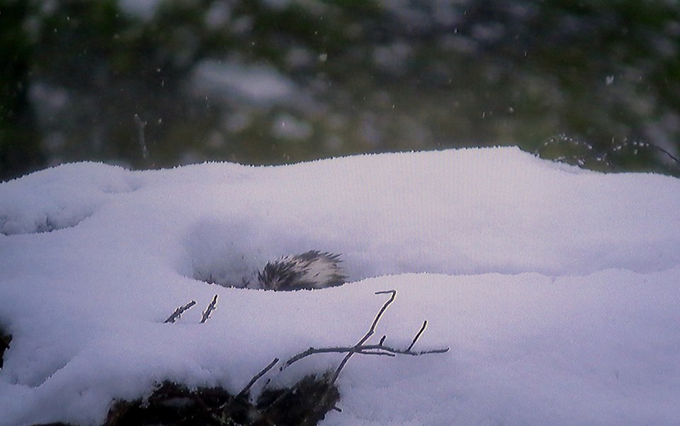 EJ the osprey incubating her eggs amid persistent snow