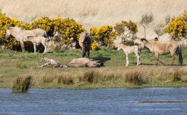 The first moments of life for Loch of Strathbeg's newest pony, captured by Brian Sandison