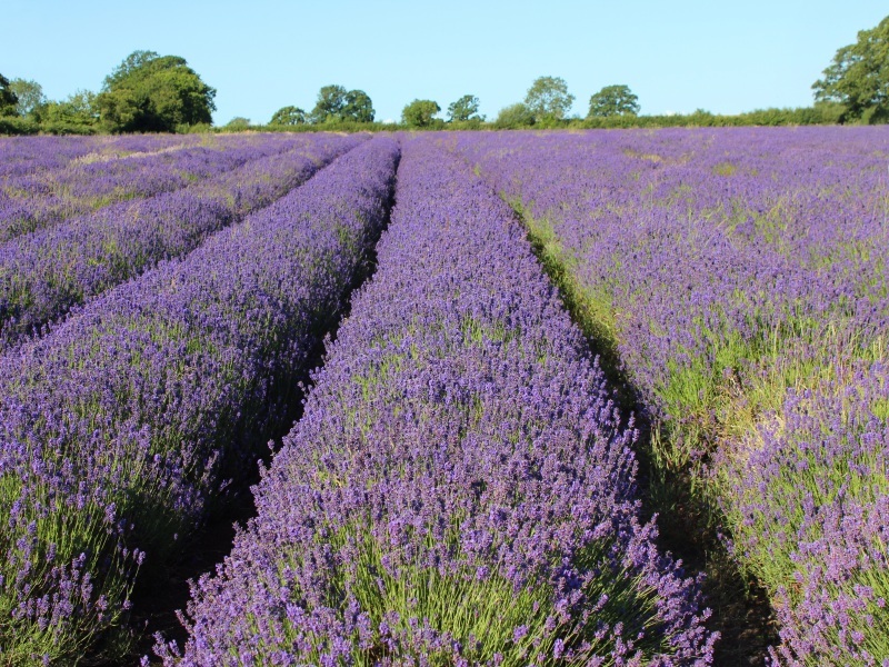 Jersey - Lavender Farm