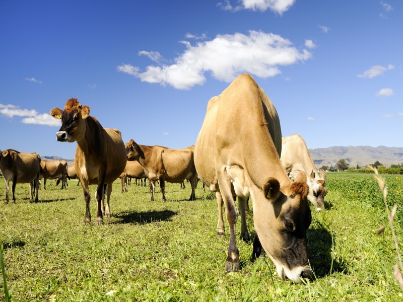 Jersey - Genuine Jersey Cow